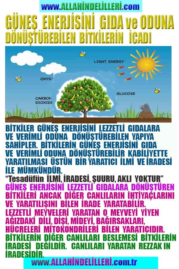 allah var delilleri, allahin varlıgının delilleri, allahin delilleri, allah in varliginin delilleri nelerdir?, allah ın ispatı