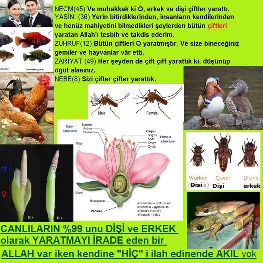 allah var delilleri, allahin varlıgının delilleri, allahin delilleri, allah in varliginin delilleri nelerdir?, allah ın ispatı